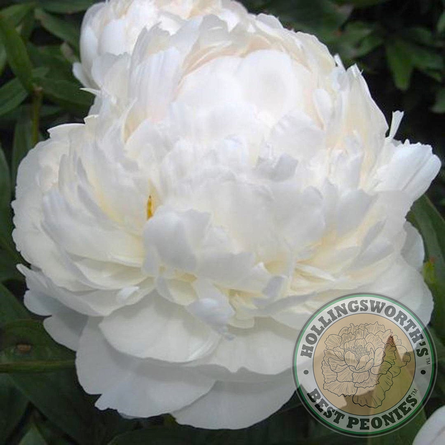 Allan Rogers - Hollingsworth Peonies®