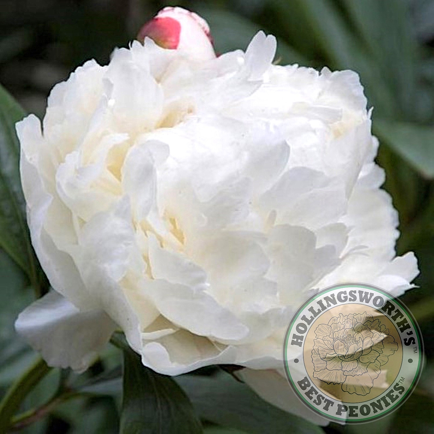 Allan Rogers - Hollingsworth Peonies®