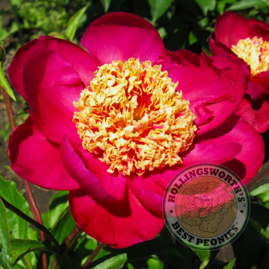 Sword Dance - Hollingsworth Peonies®