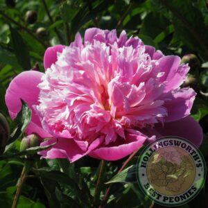 Hollingsworth Peonies Belleville