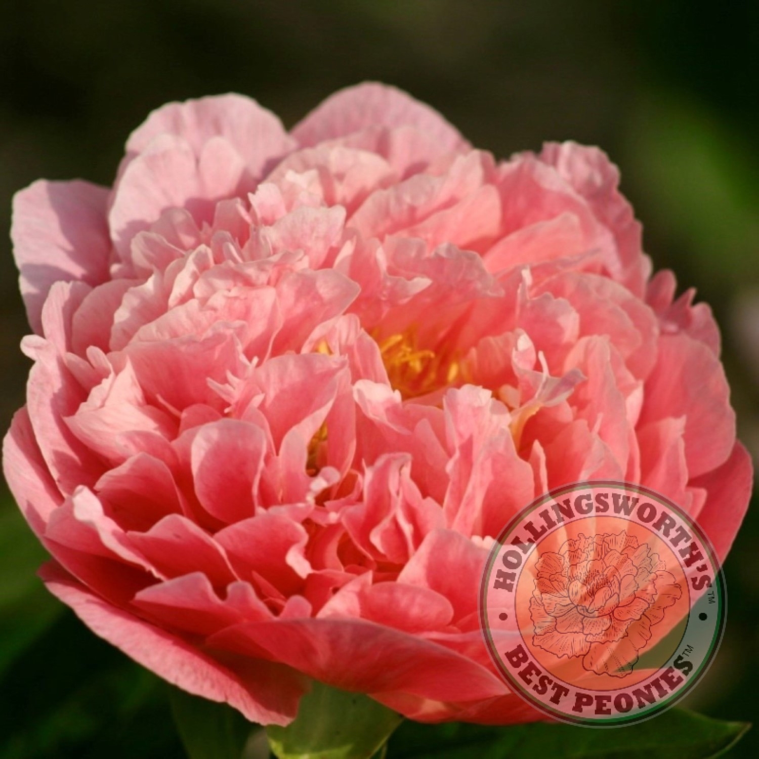【pink hawaii】 Pink Hawaiian Coral - Hollingsworth Peonies®