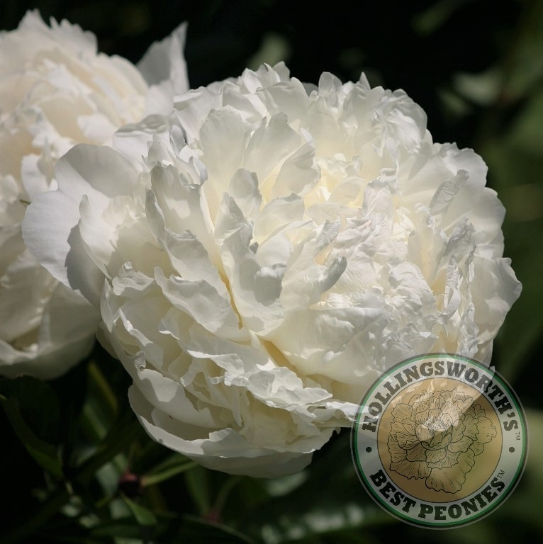 Henry Sass – Hollingsworth Peonies®