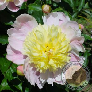 Hollingsworth Peonies Butter Bowl