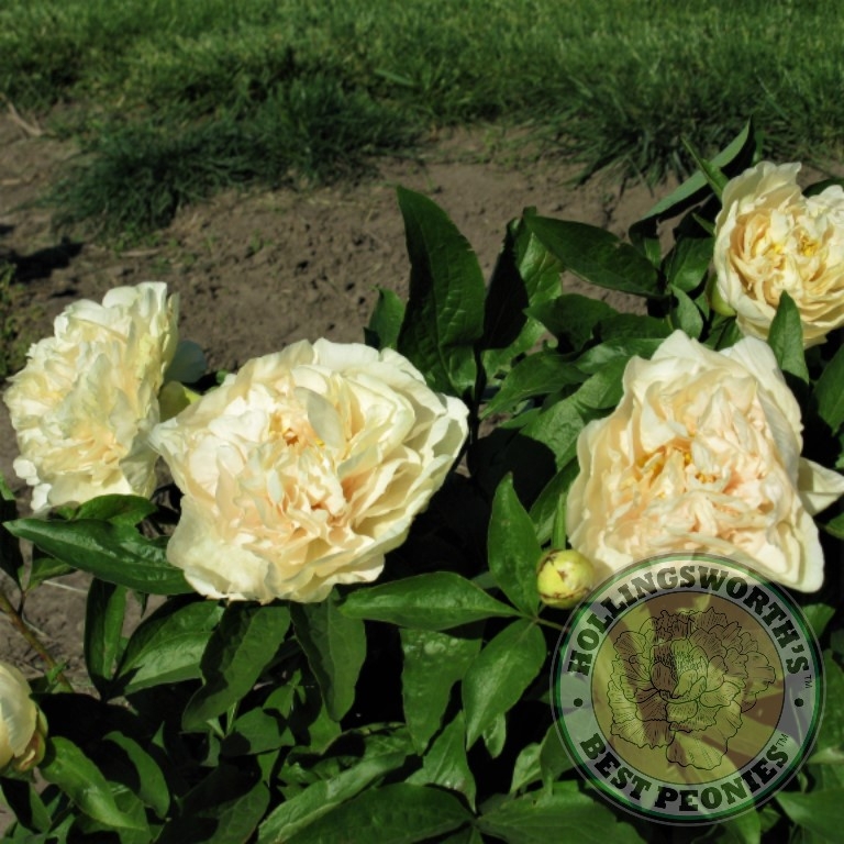 Early Canary - Image 2