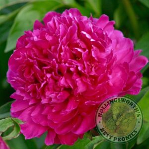 Brand's Magnificient